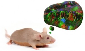 Brainbow mouse